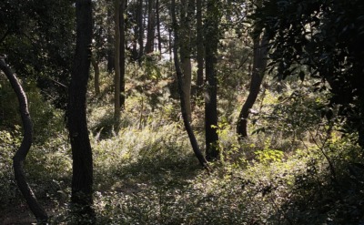 2025年初冬の様子